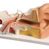 Fabrication Enterprises Inc. Anatomical Model: Ear, 4-Part, Deluxe