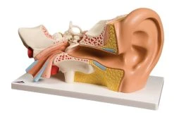 Fabrication Enterprises Inc. Anatomical Model: Ear, 4-Part, Deluxe