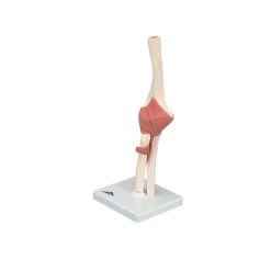 Fabrication Enterprises Anatomical Model: Functional Elbow Joint, Deluxe