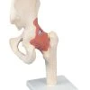 Fabrication Enterprises Inc. Anatomical Model: Functional Hip Joint, Deluxe