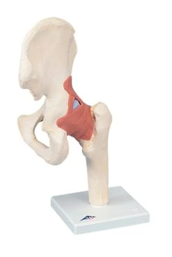 Fabrication Enterprises Inc. Anatomical Model: Functional Hip Joint, Deluxe